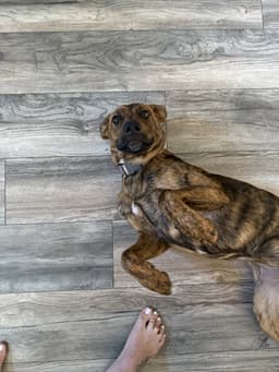 Marlee image 2