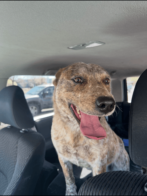 Kevin - Australian Cattle Dog/Blue Heeler