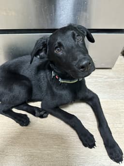 Leo Gsd image 1