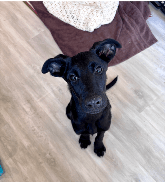 Ollie Dahli - German Shepherd Dog