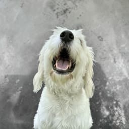 Tobie image 2