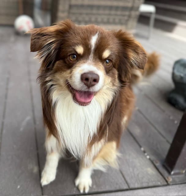 Taz - Australian Shepherd