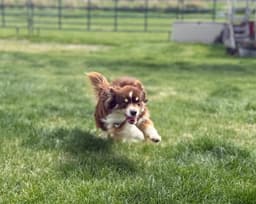 Taz image 2