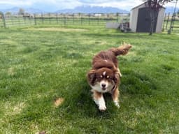 Taz image 4