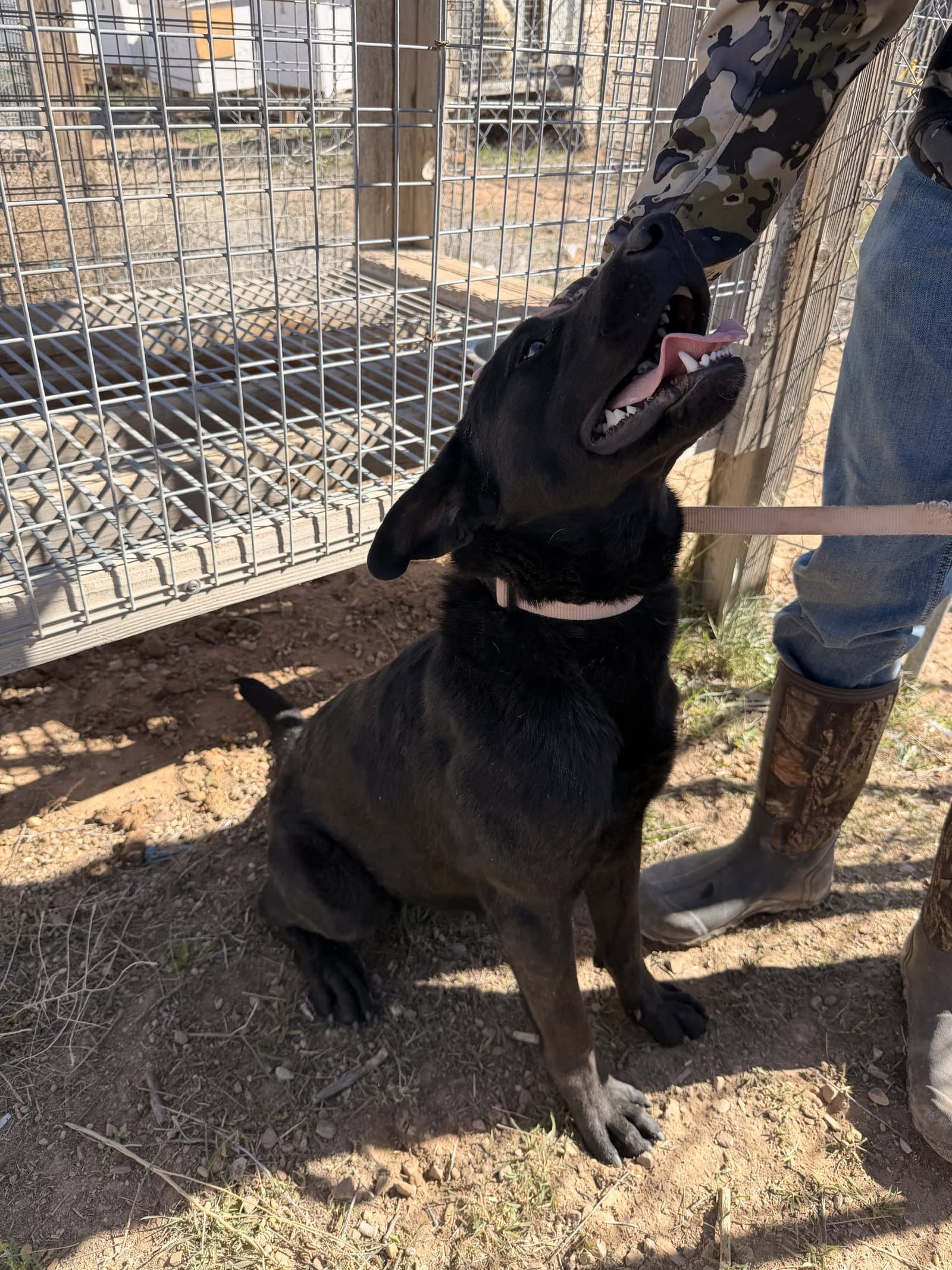Mil - Labrador Retriever