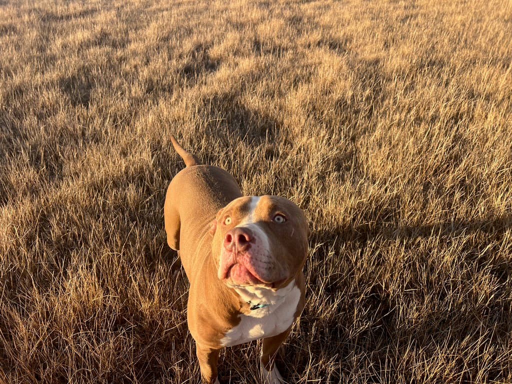 Xl Bullyred Nose Mix - American Pit Bull Terrier