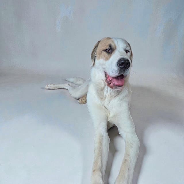 Jake Baby - Great Dane