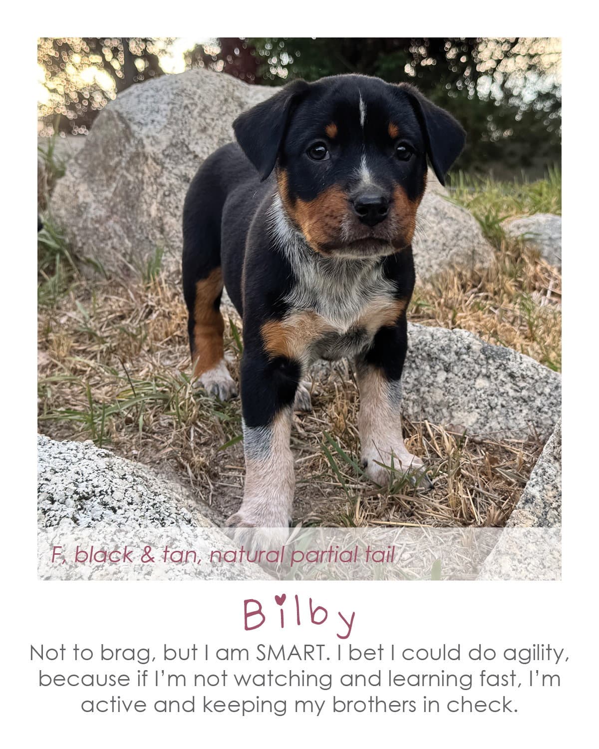 Bilby - Australian Cattle Dog/Blue Heeler