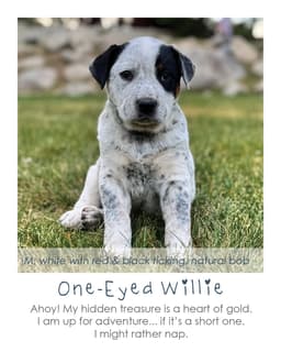 One-Eyed Willie image 1