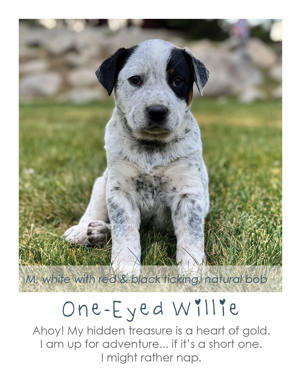 One-Eyed Willie - Australian Cattle Dog/Blue Heeler