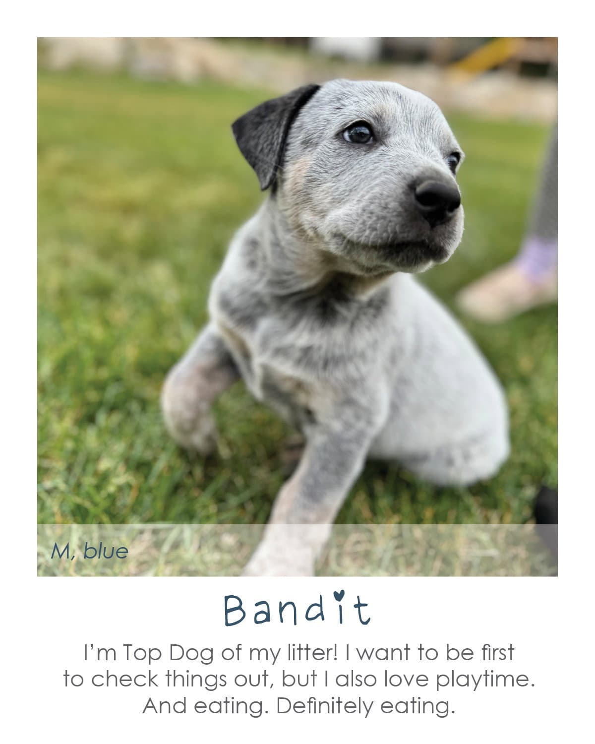 Bandit - Australian Cattle Dog/Blue Heeler