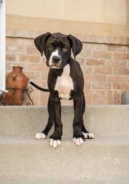 Maple T Pittie image 1