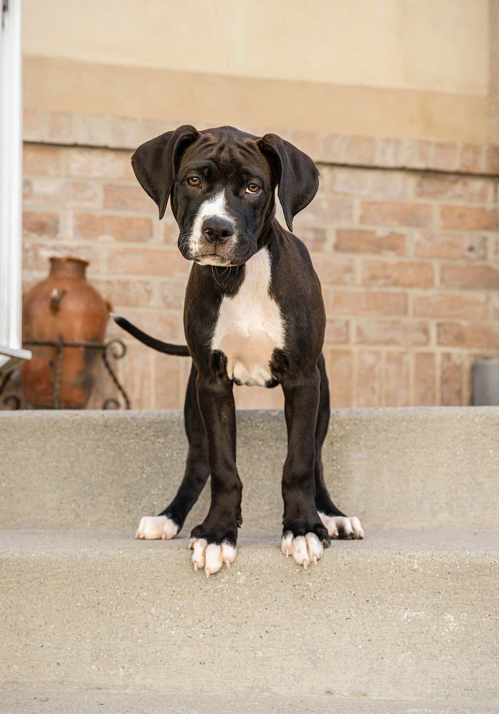 Maple T Pittie - Pit Bull Terrier