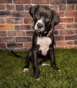 Maple T Pittie image 2