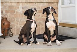Maple T Pittie image 3
