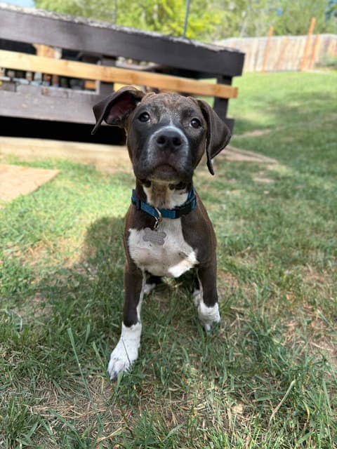 Rowan - Pit Bull Terrier