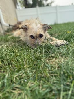 Catniss Aka Puppy image 3