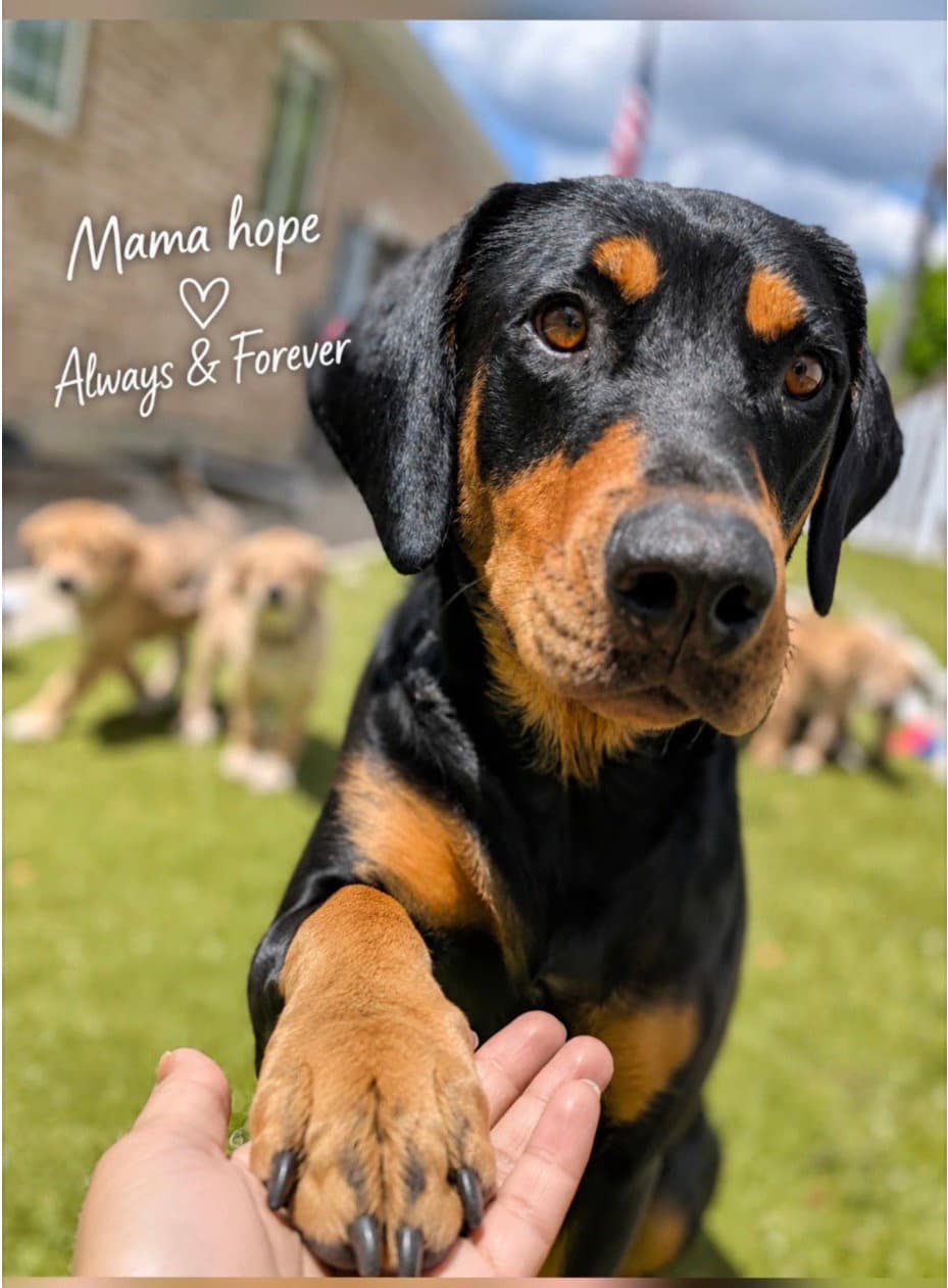 Mama Hope - Doberman Pinscher