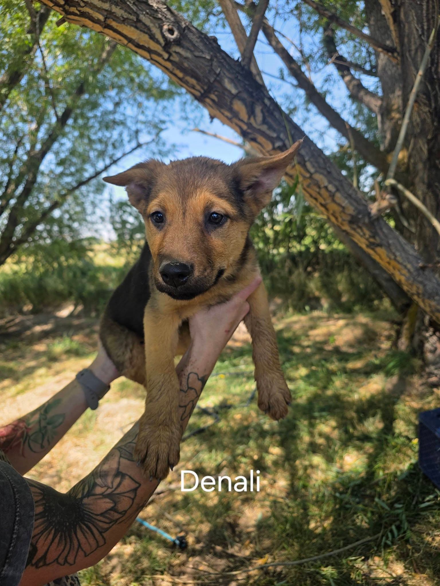 Denali - German Shepherd Dog