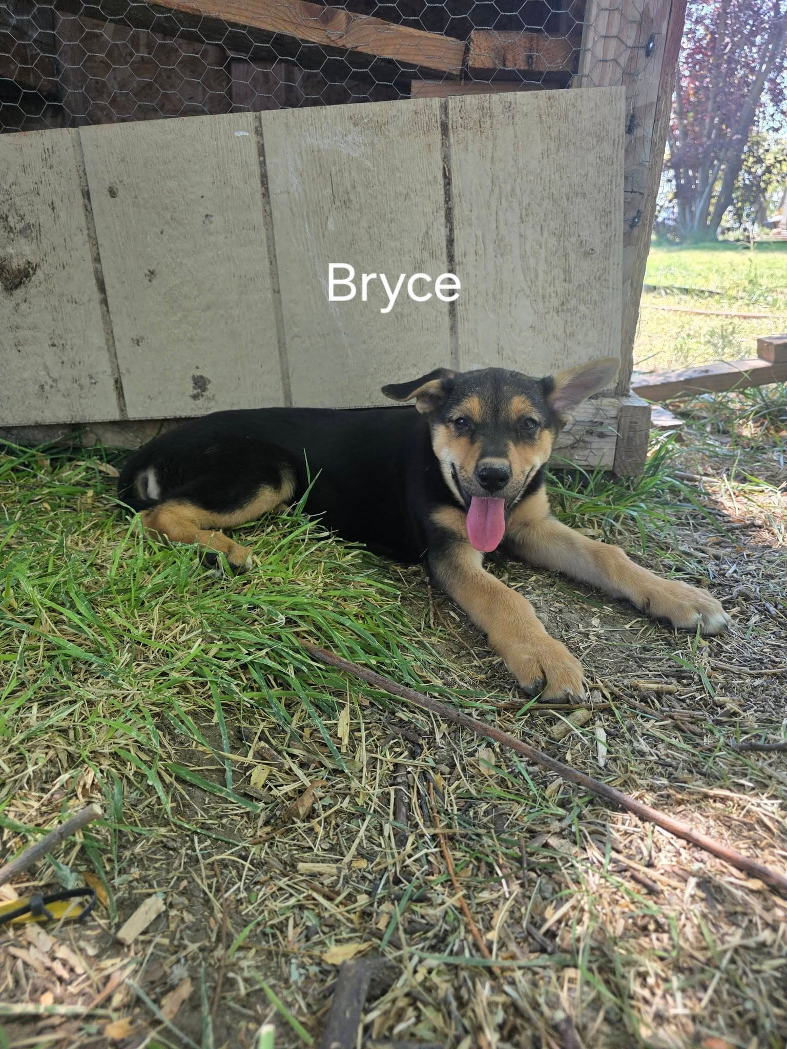 Bryce - German Shepherd Dog