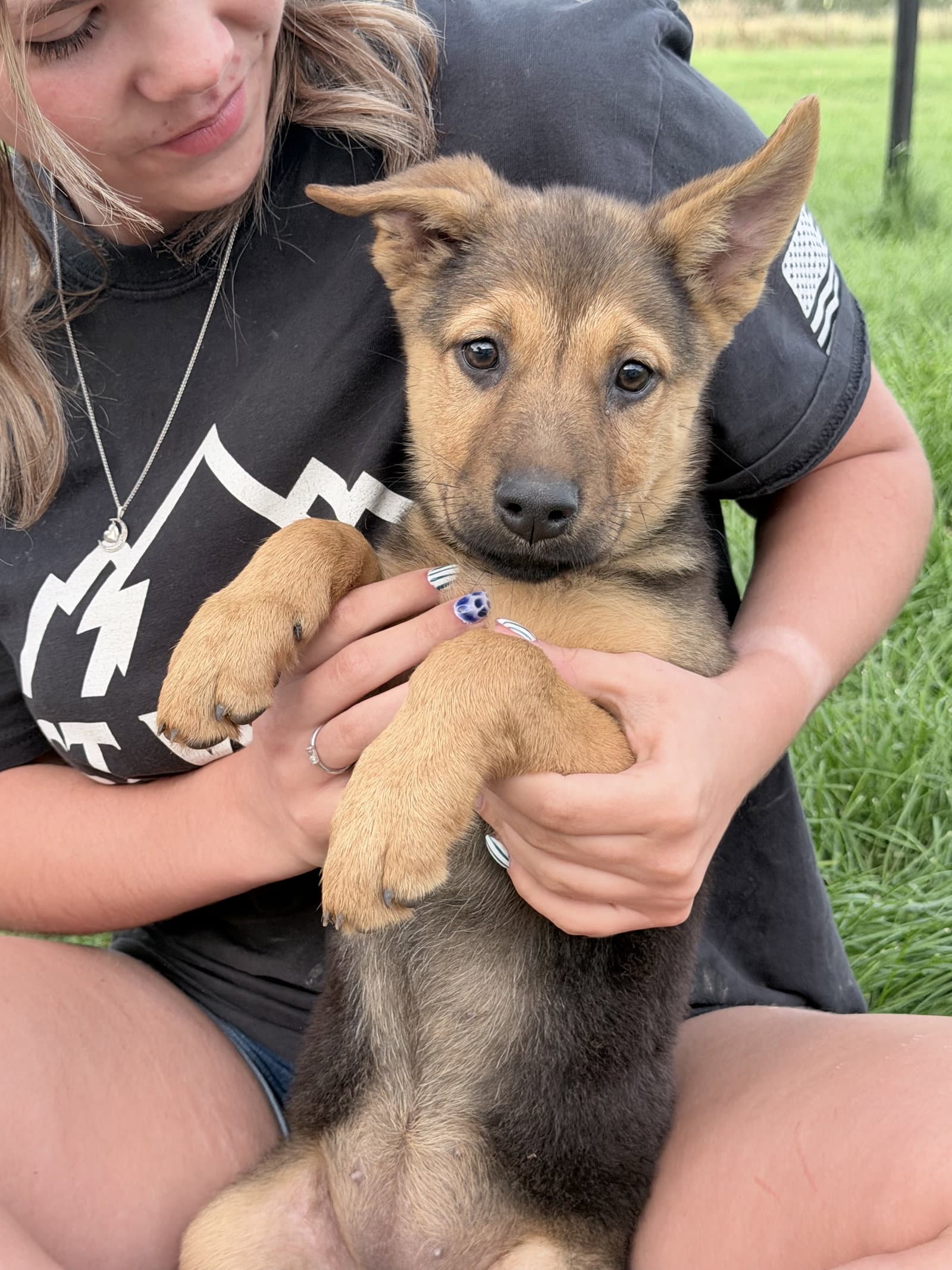 Acadia - German Shepherd Dog