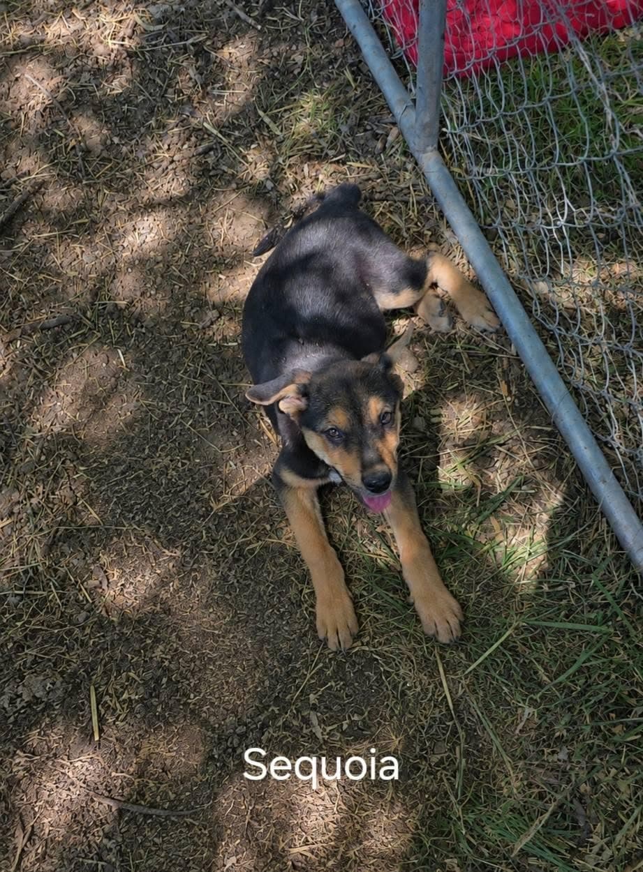 Sequoia - German Shepherd Dog