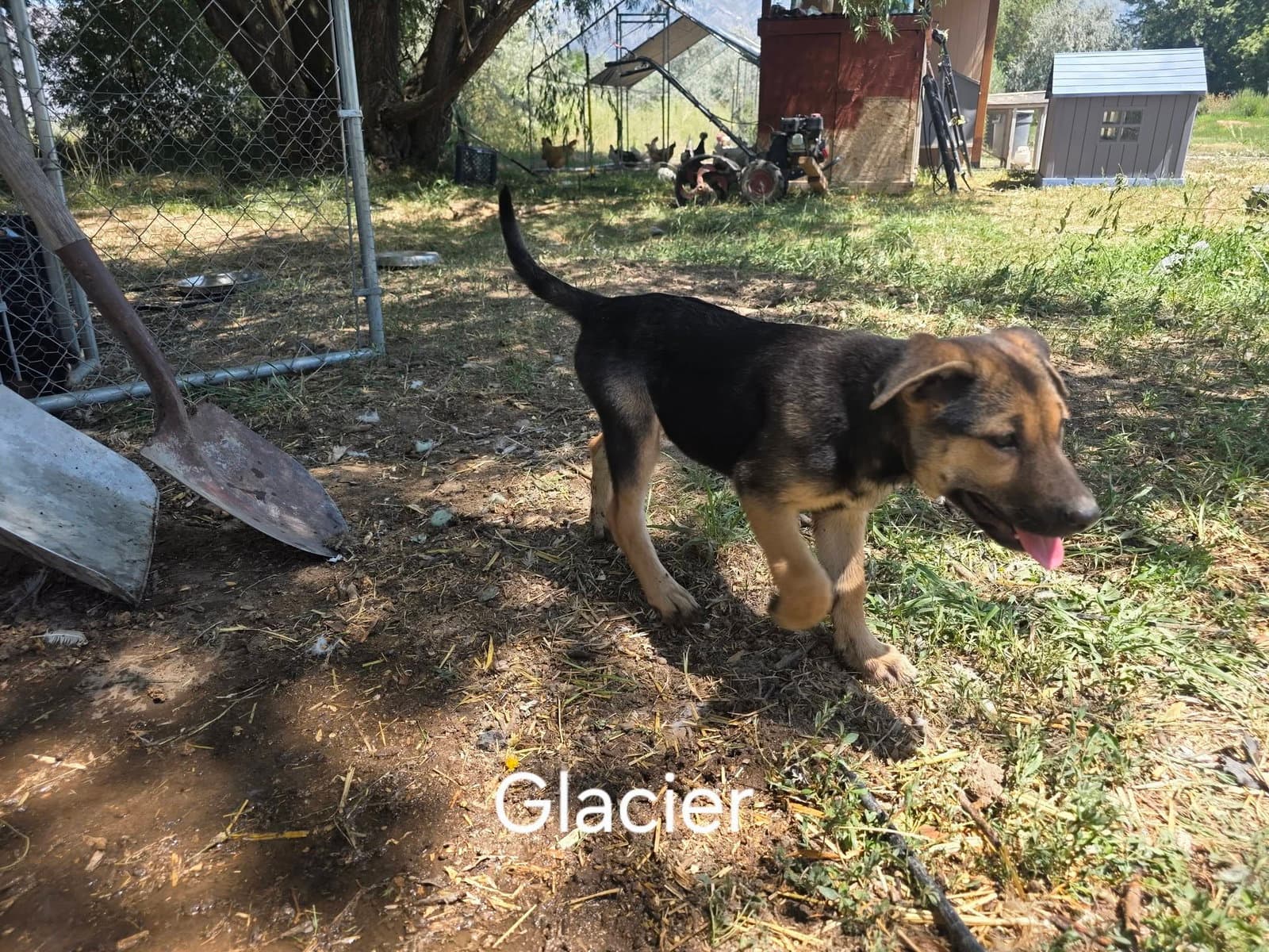 Glacier - German Shepherd Dog