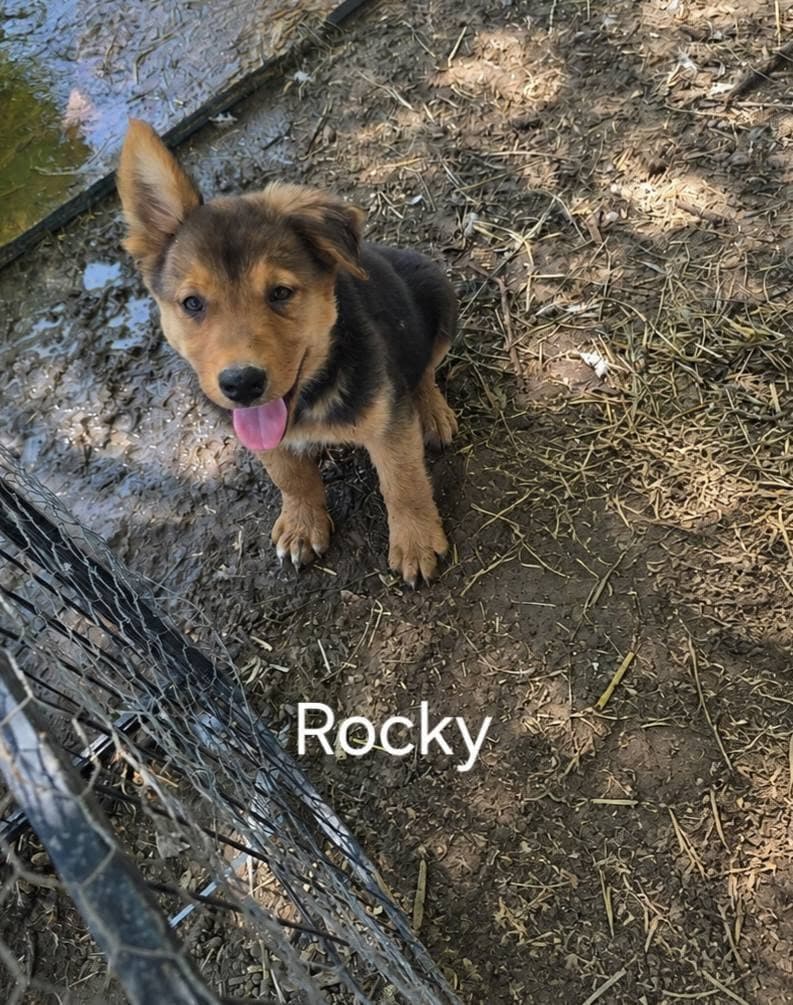 Rocky - German Shepherd Dog