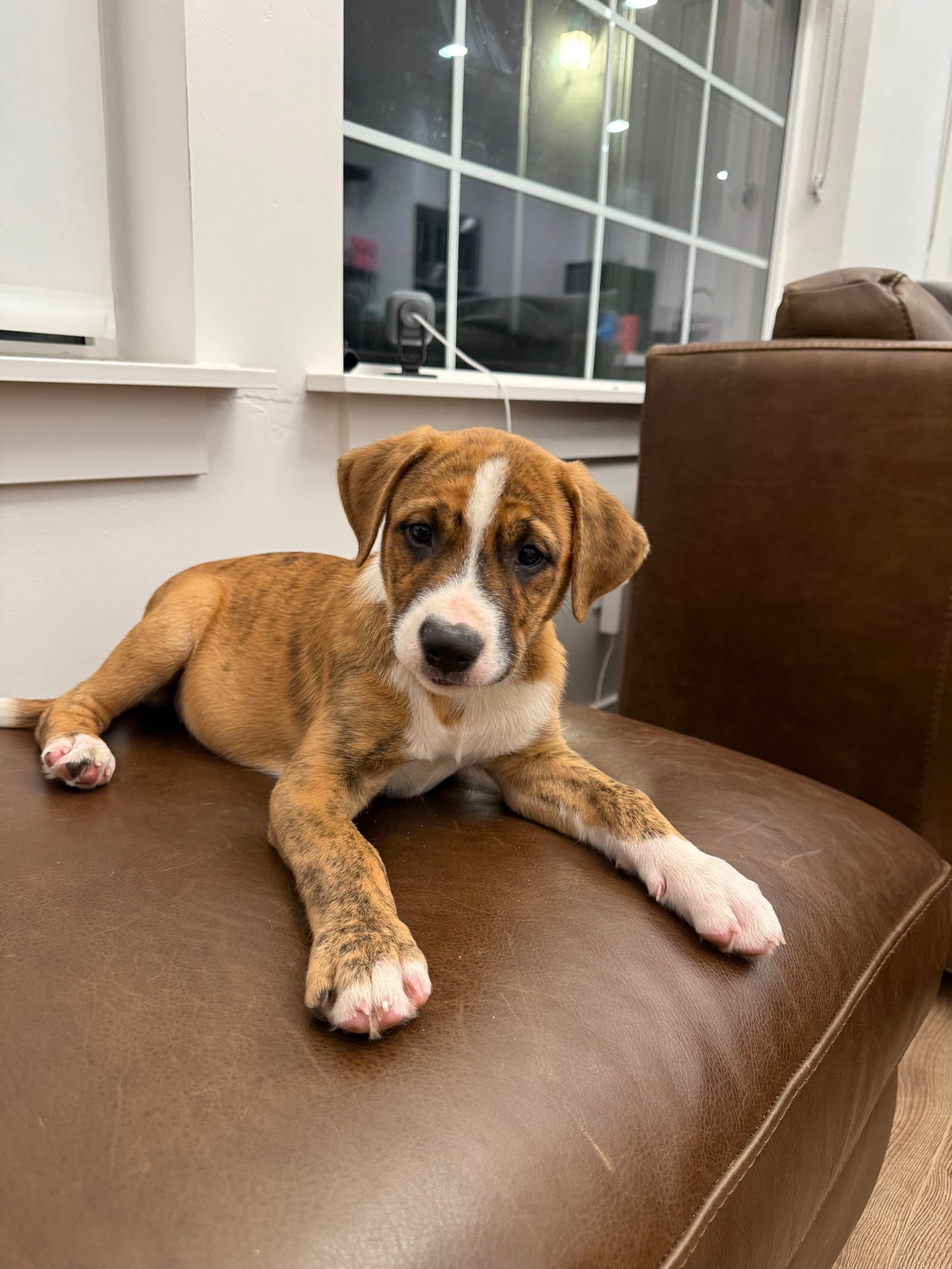 Daisy - Boxer