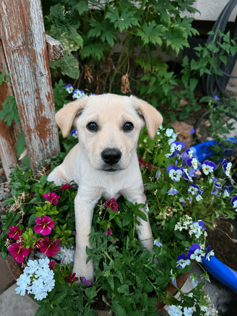 Henry - Labrador Retriever