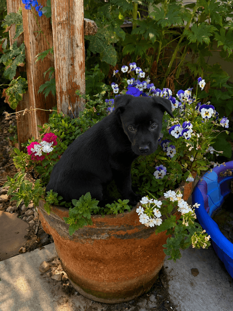 The Fish Aka Fisher - Labrador Retriever