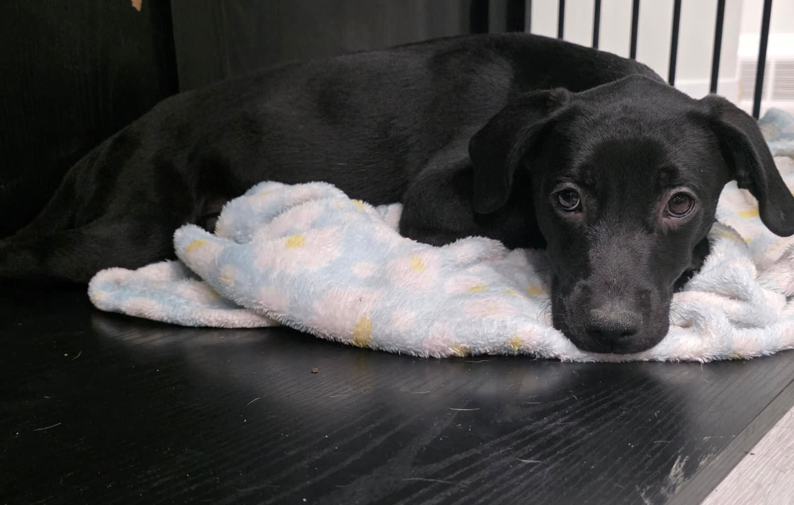 Bellatrix - Labrador Retriever
