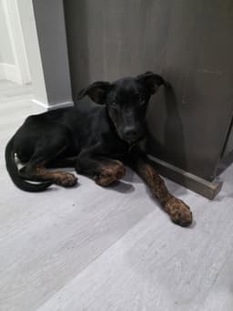 Archie image 1