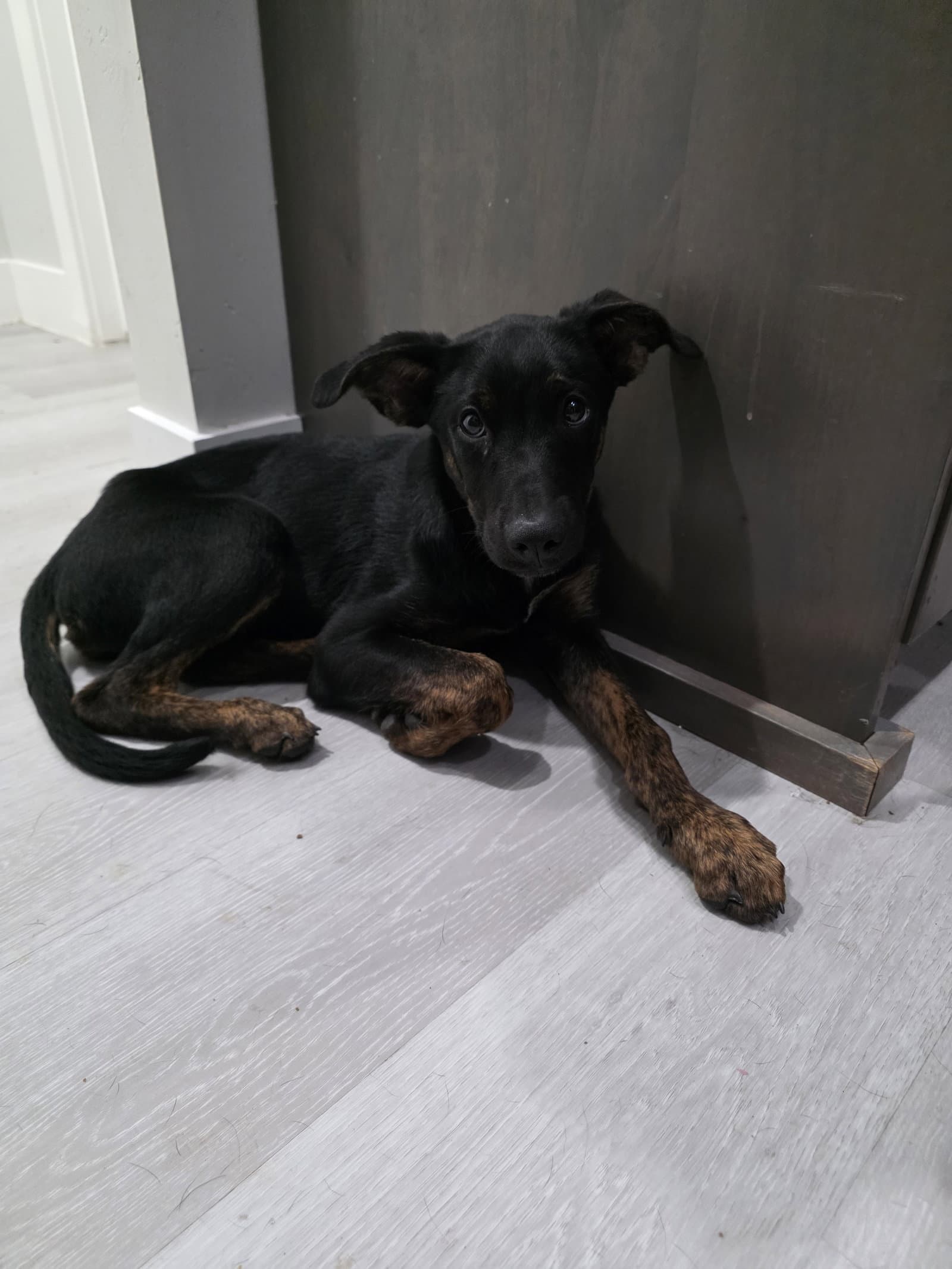 Archie - Labrador Retriever