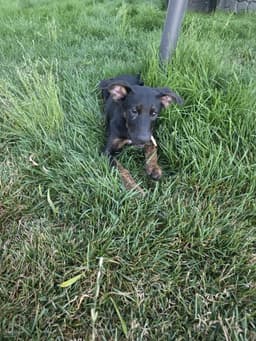 Archie image 2