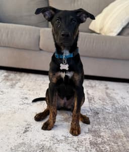 Archie image 3