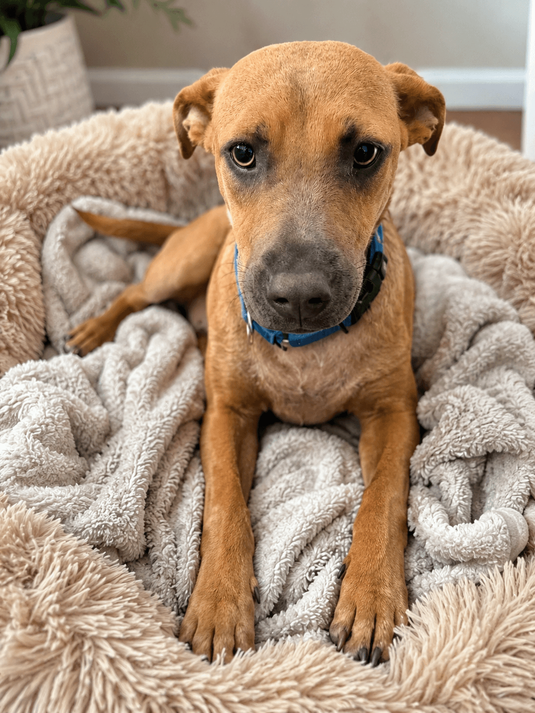 Sandy - Australian Cattle Dog/Blue Heeler