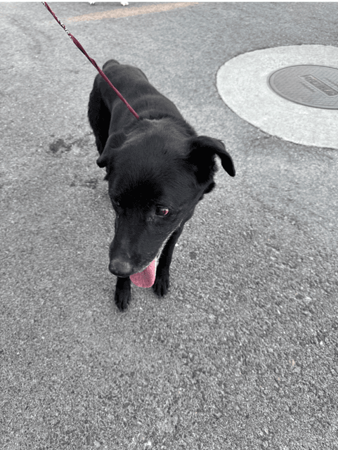 Wrongway Freeway - Border Collie