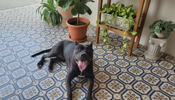Ajax image 2