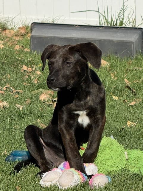 Jojo - Pit Bull Terrier