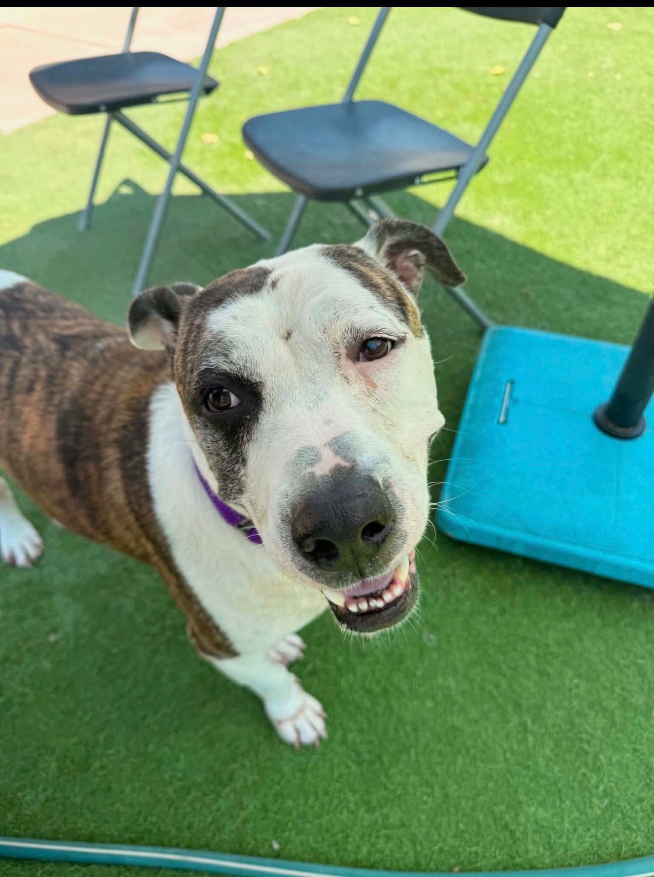 Chex Mix - American Staffordshire Terrier