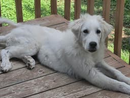 Roxie Pyr image 1