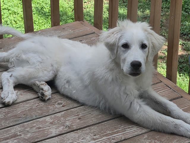 Roxie Pyr - Great Pyrenees