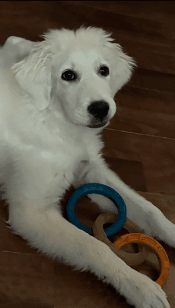 Roxie Pyr image 2