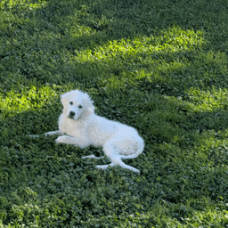 Roxie Pyr image 3