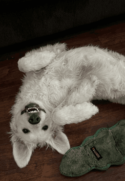 Roxie Pyr image 4