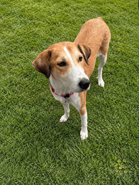Rose Of Tx - Collie