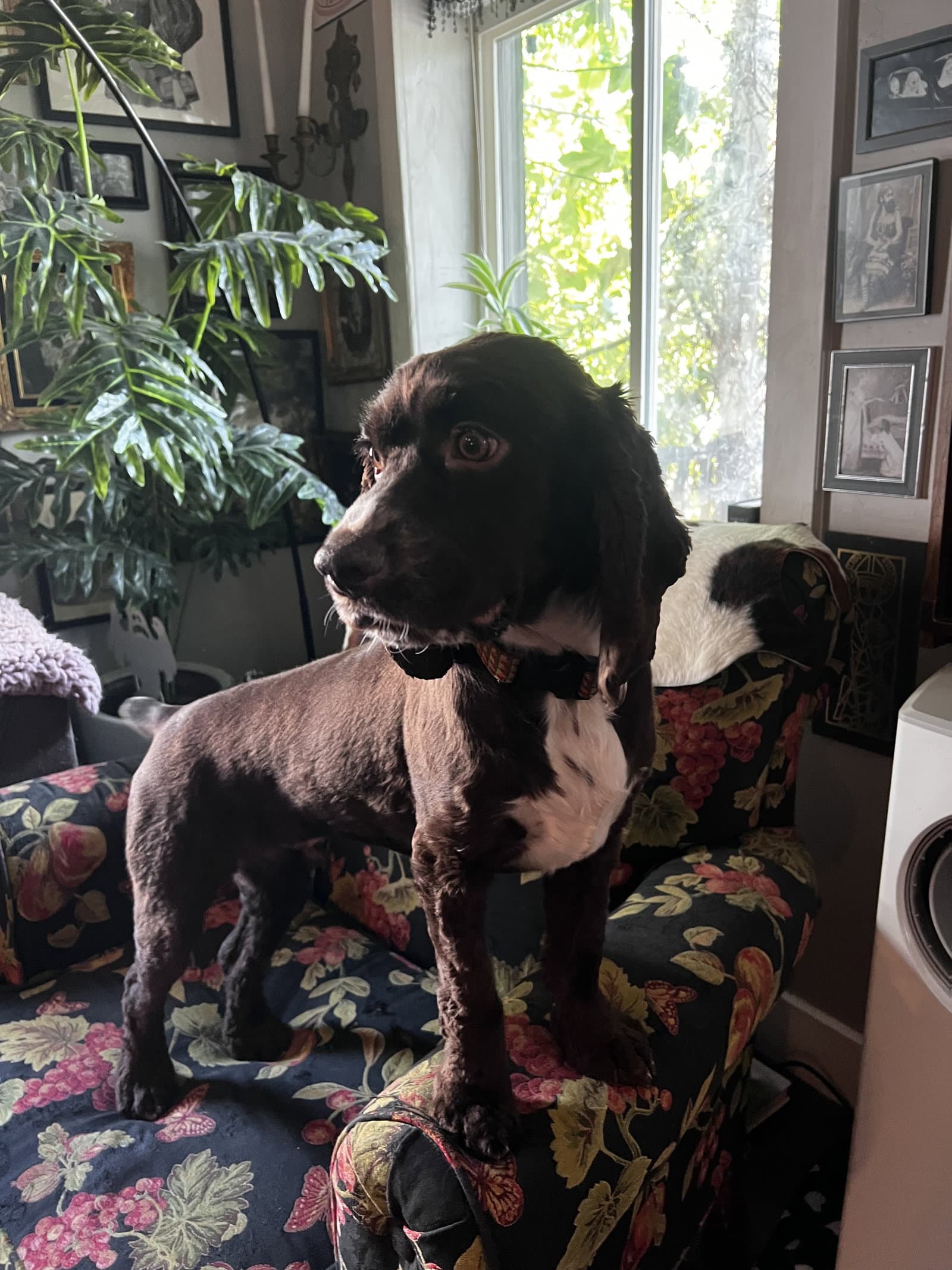 Nugget - Cocker Spaniel