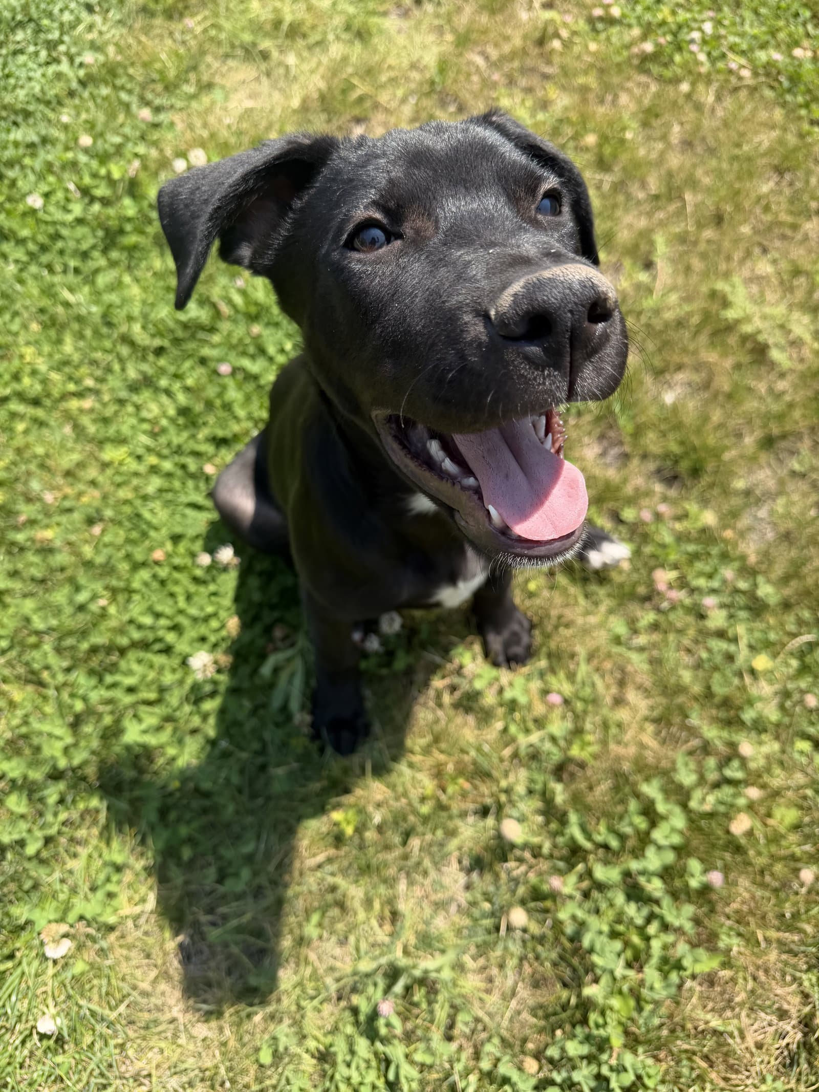 Luke Sky Walker - Labrador Retriever