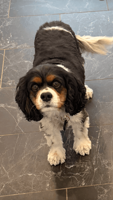 Tobee - Cavalier King Charles Spaniel